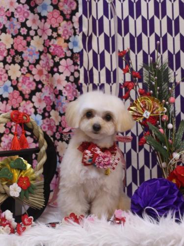 20250117チプレちゃん